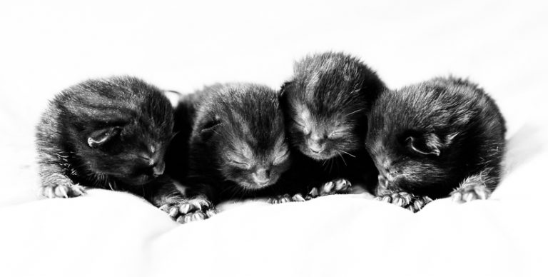 Read more about the article Day 8… kittens