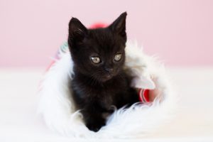 070_Kitten in a Christmas Stocking_7919