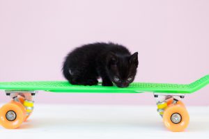 073_Kitten on a Skateboard_7933