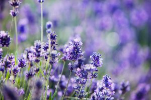 253_Lavender  in Lavender Fields_6653